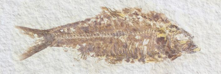 Bargain Knightia Fossil Fish - Wyoming #39656